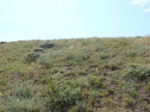 steppe_ecosystem_Ankara