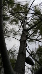 serotinous cone Pinus brutia